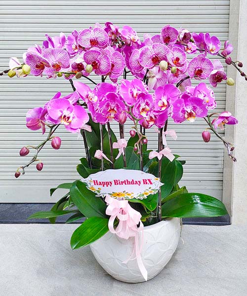 HD460 Giá Chạu Lan Hồ Điệp 9 Cành Hồng