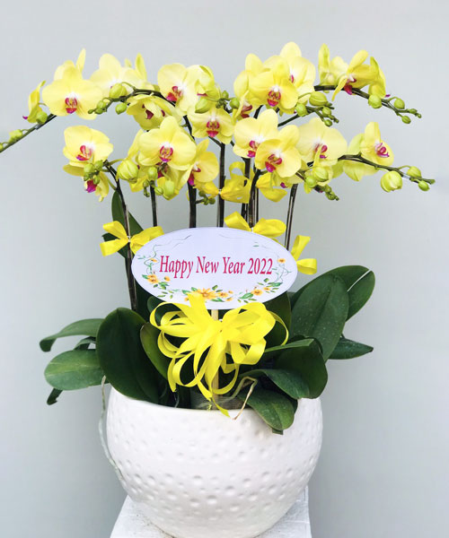 hoa lan hồ điệp