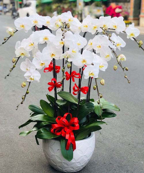 hoa lan hồ điệp